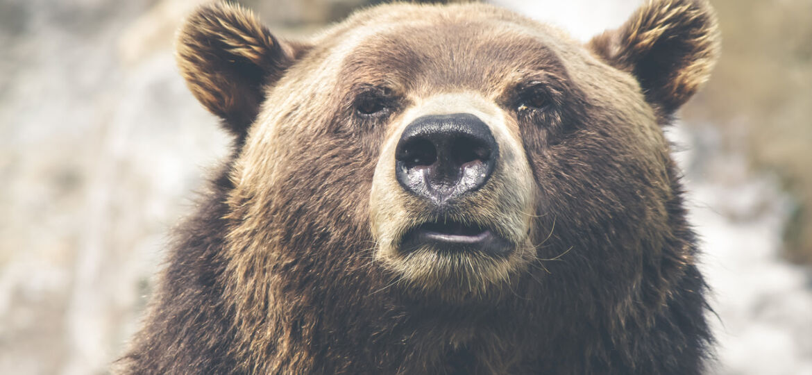 bear